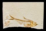 Bargain, Fossil Fish (Diplomystus) - Wyoming #159554-1